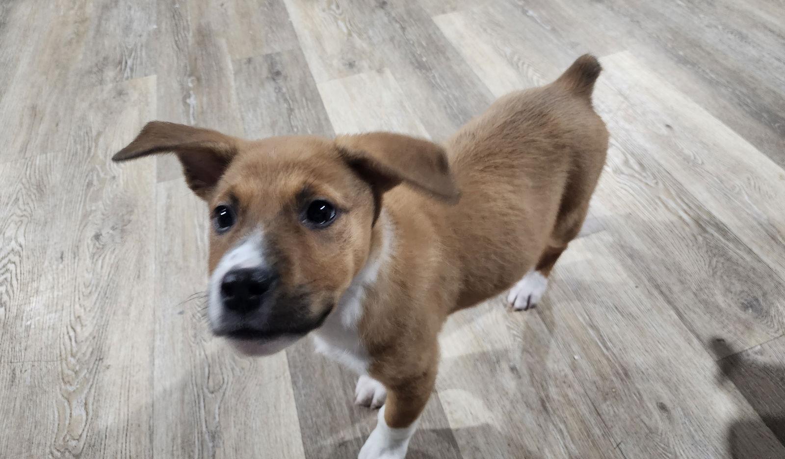 Enlarge Humphrey Bogart, a Adoptable mixed breed in Marine City, MI image 2/3