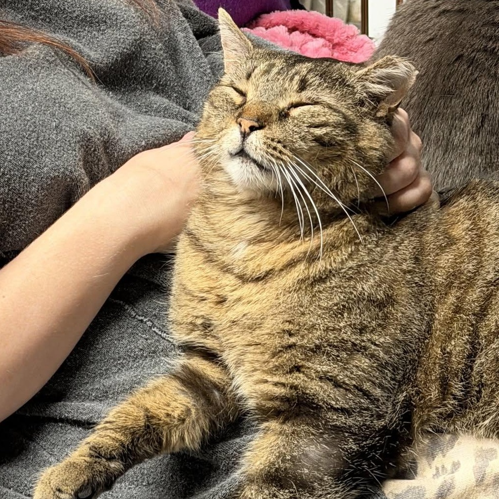 Enlarge Kurtis, a Adoptable mixed breed in East Amherst, NY image 3/6