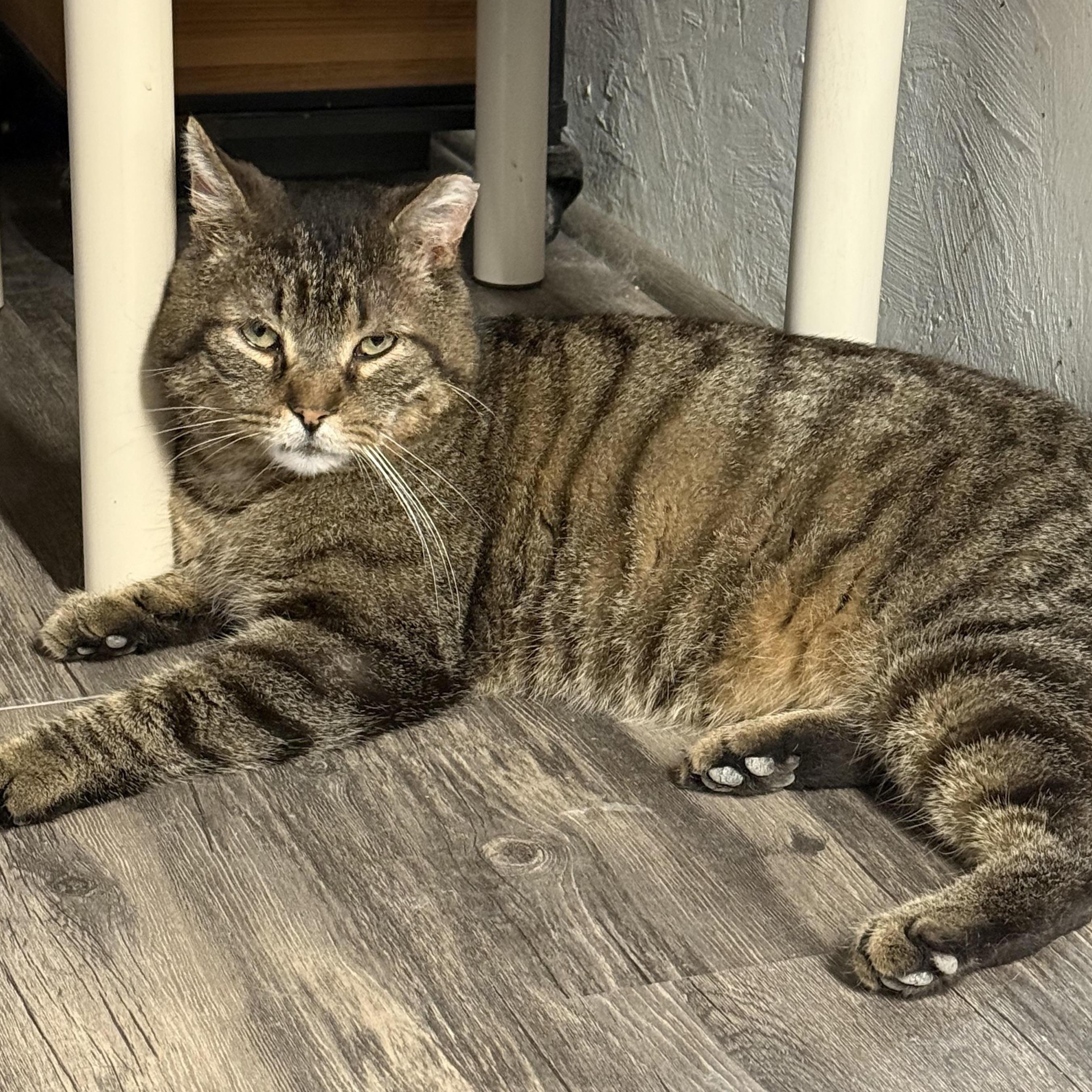 Enlarge Kurtis, a Adoptable mixed breed in East Amherst, NY image 2/6