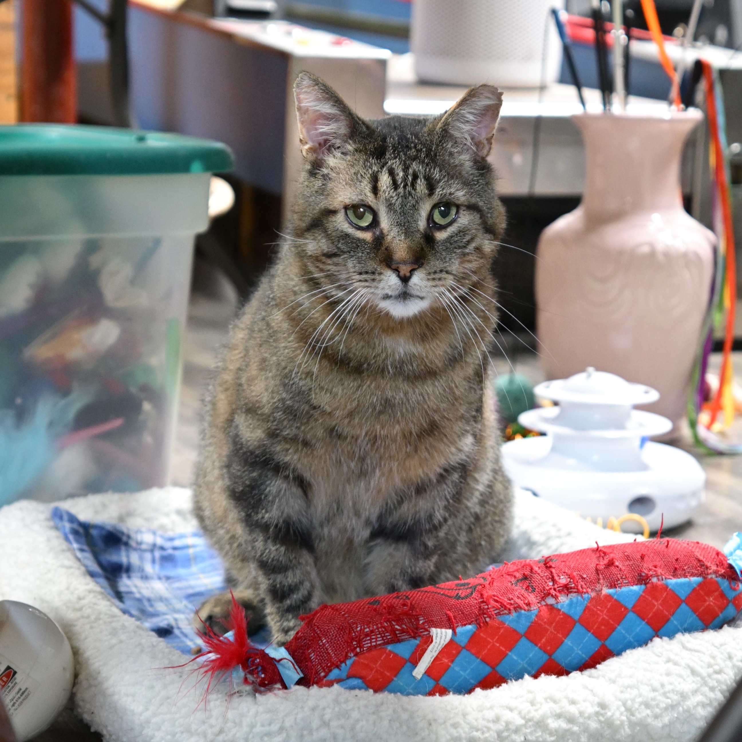 Enlarge Kurtis, a Adoptable mixed breed in East Amherst, NY image 2/6