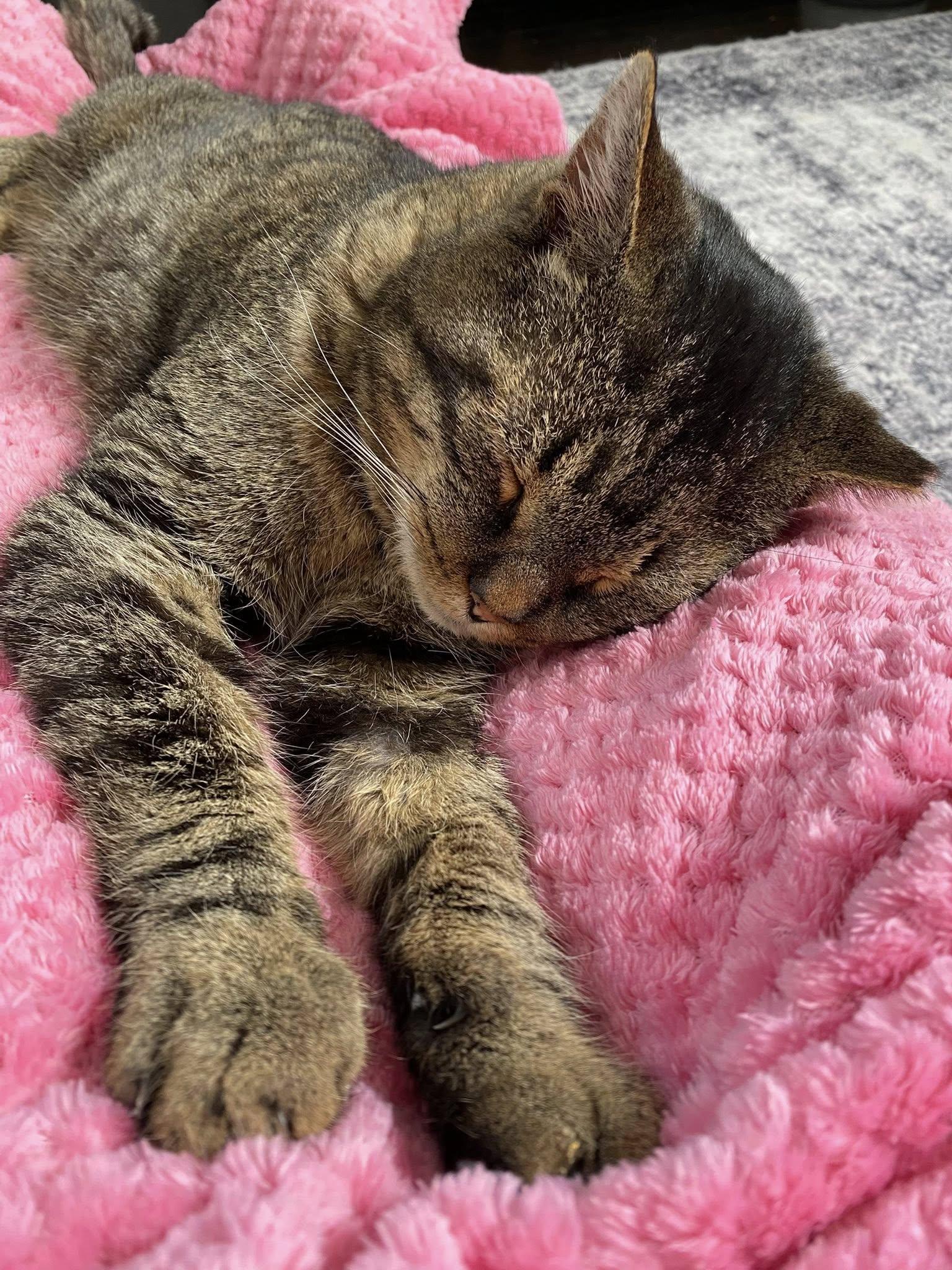 Enlarge Kurtis, a Adoptable mixed breed in East Amherst, NY image 4/6