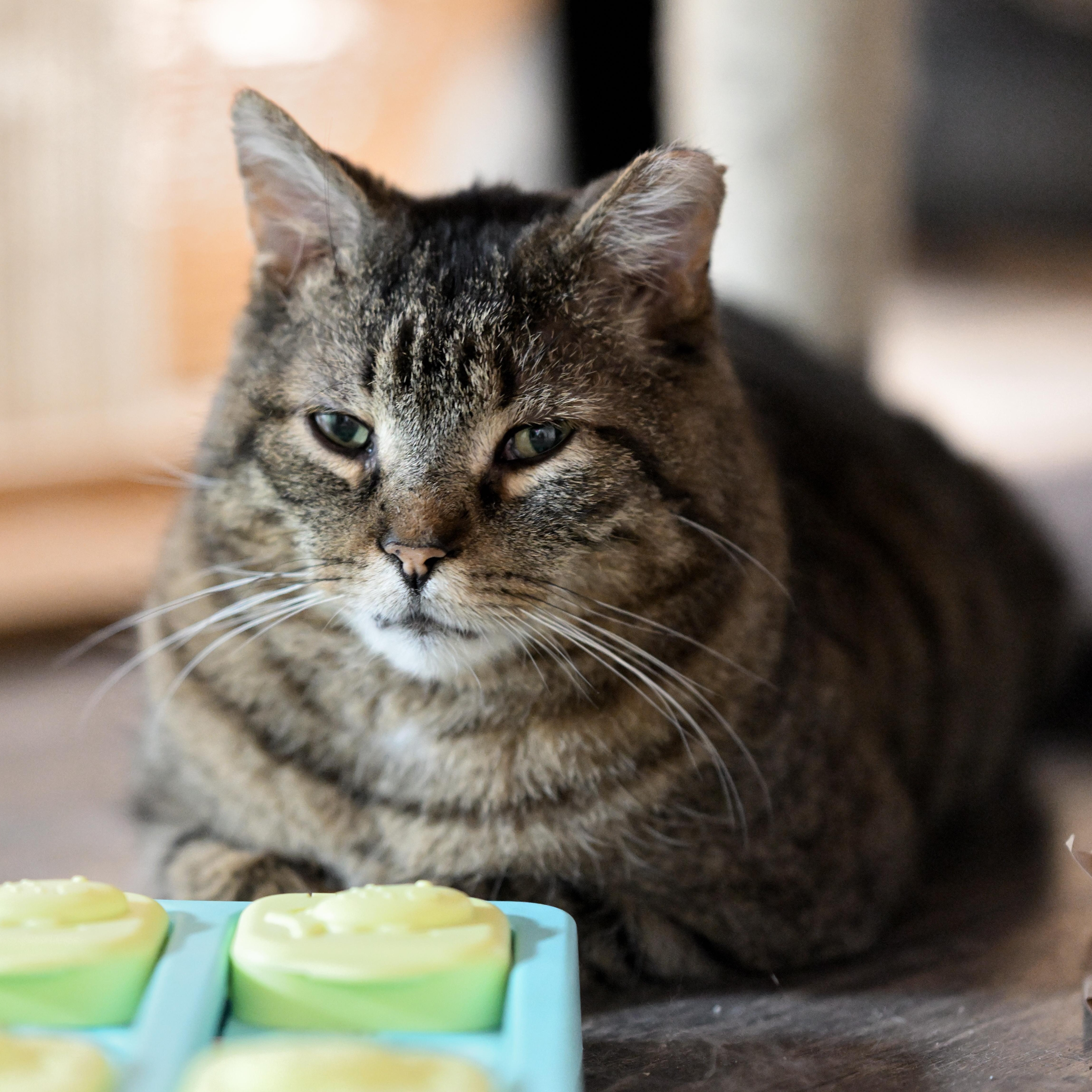 Kurtis, Adoptable, Senior Male Tabby & Domestic Short Hair.