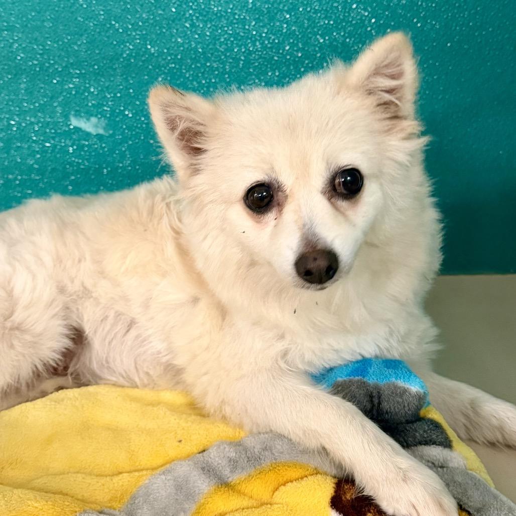 Gertrude C-34372, Adoptable, Adult Female Pomeranian.