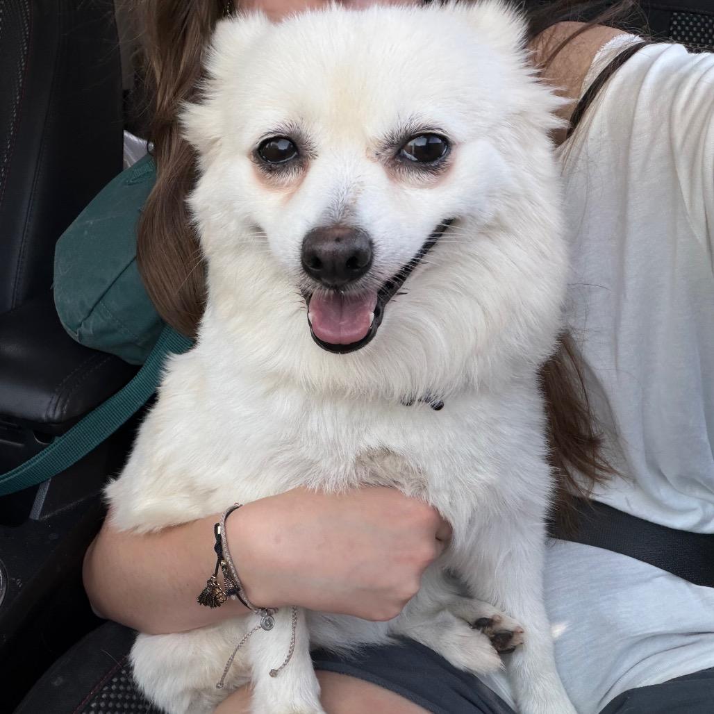 Gertrude C-34372, a Adoptable Pomeranian in Oklahoma City, OK image 2/6