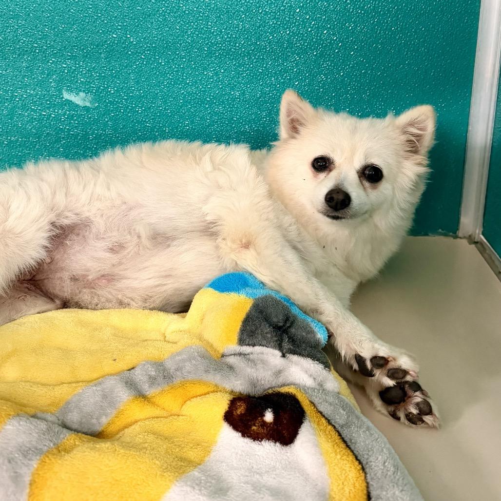 Gertrude C-34372, a Adoptable Pomeranian in Oklahoma City, OK image 3/6