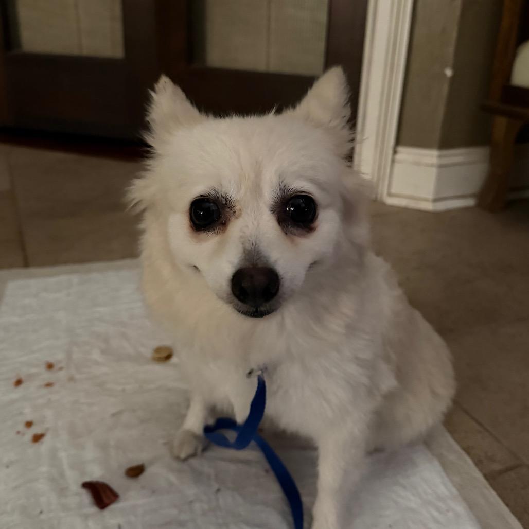 Gertrude C-34372, a Adoptable Pomeranian in Oklahoma City, OK image 4/6
