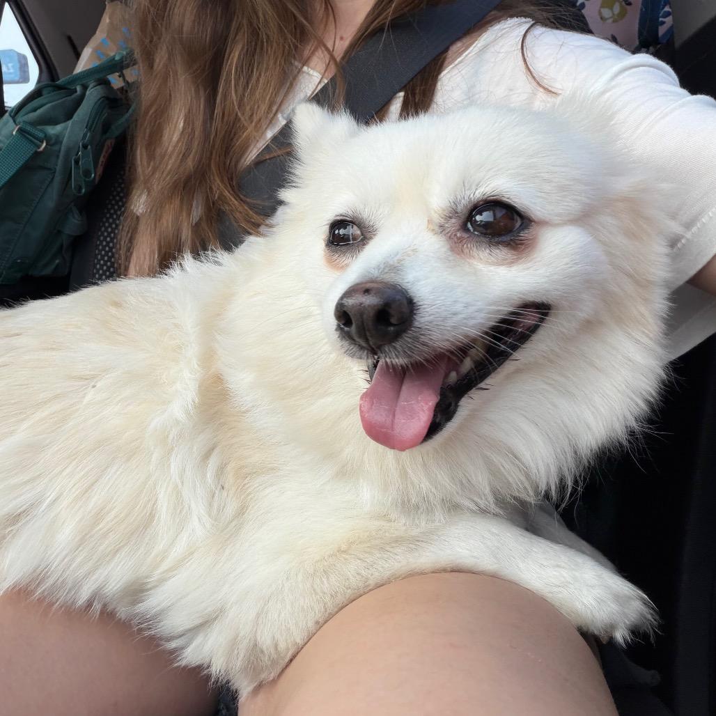 Gertrude C-34372, a Adoptable Pomeranian in Oklahoma City, OK image 5/6
