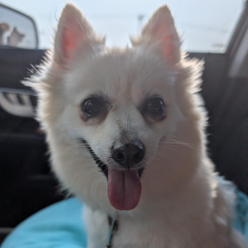 Gertrude C-34372, a Adoptable Pomeranian in Oklahoma City, OK image 6/6