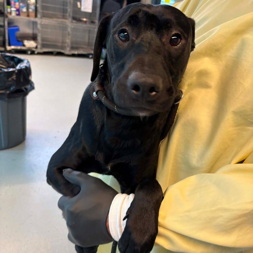 Enlarge Downy, a Adoptable Mixed Breed in Huntington, WV image 1/1