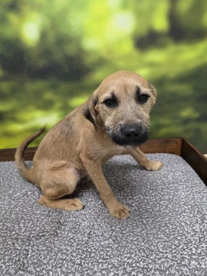 Enlarge Griffin, a Adoptable mixed breed in Munster, IN image 1/1