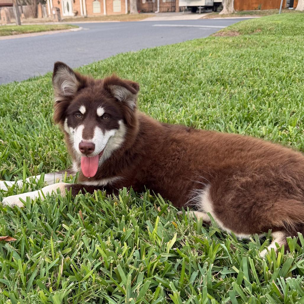 Enlarge Koa, a Adoptable mixed breed in Brownsville, TX image 3/6