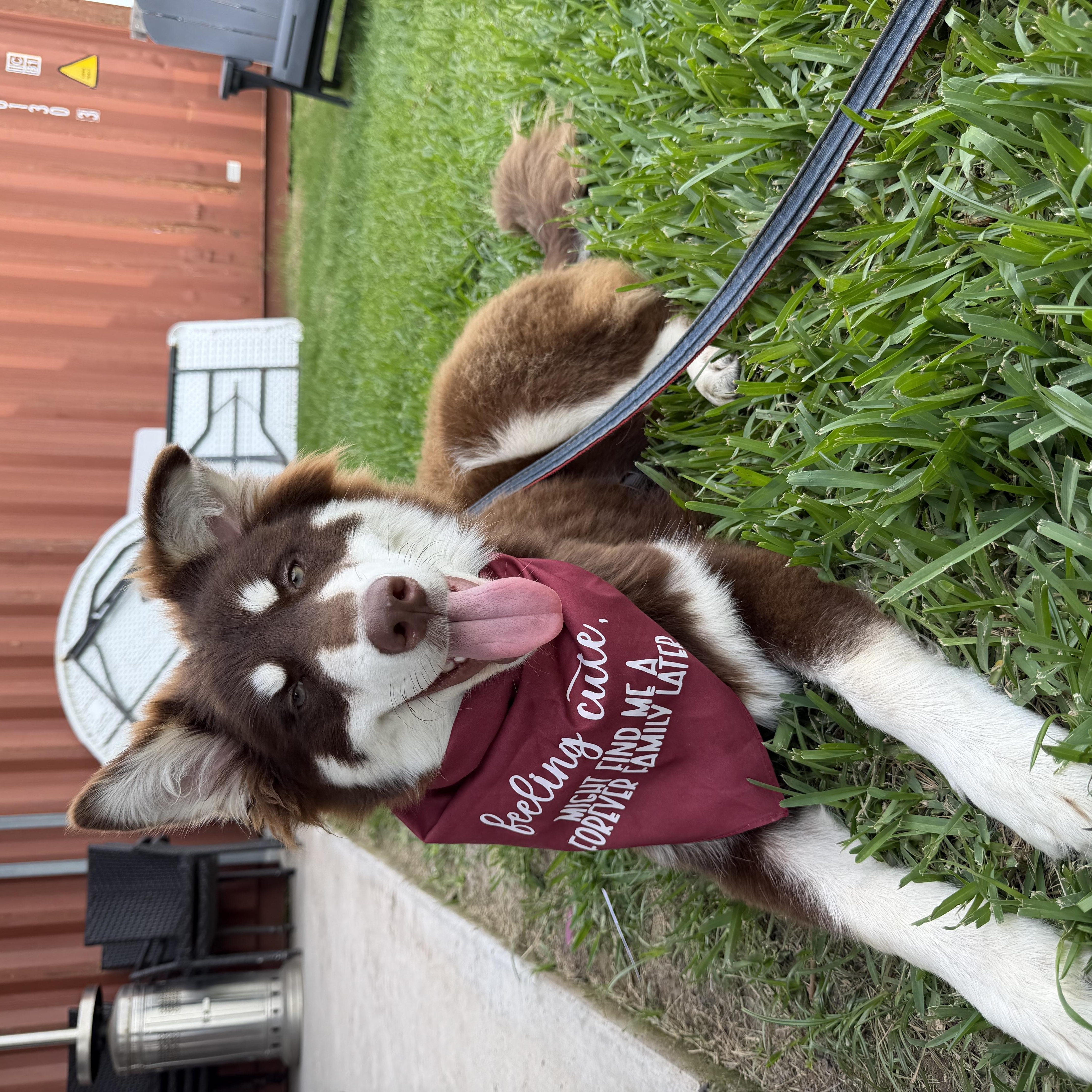 Enlarge Koa, a Adoptable mixed breed in Brownsville, TX image 6/6