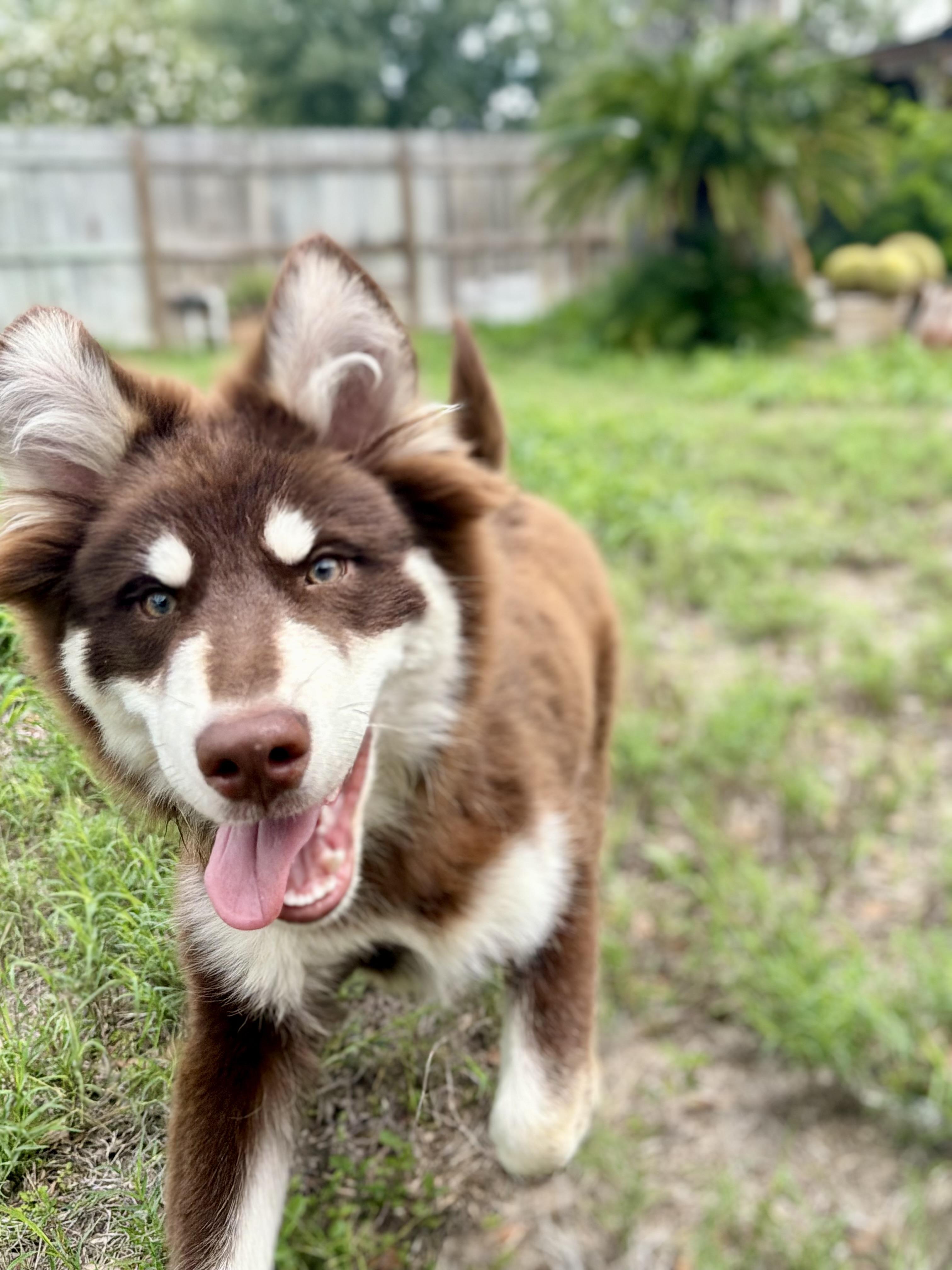 Enlarge Koa, a Adoptable mixed breed in Brownsville, TX image 2/6