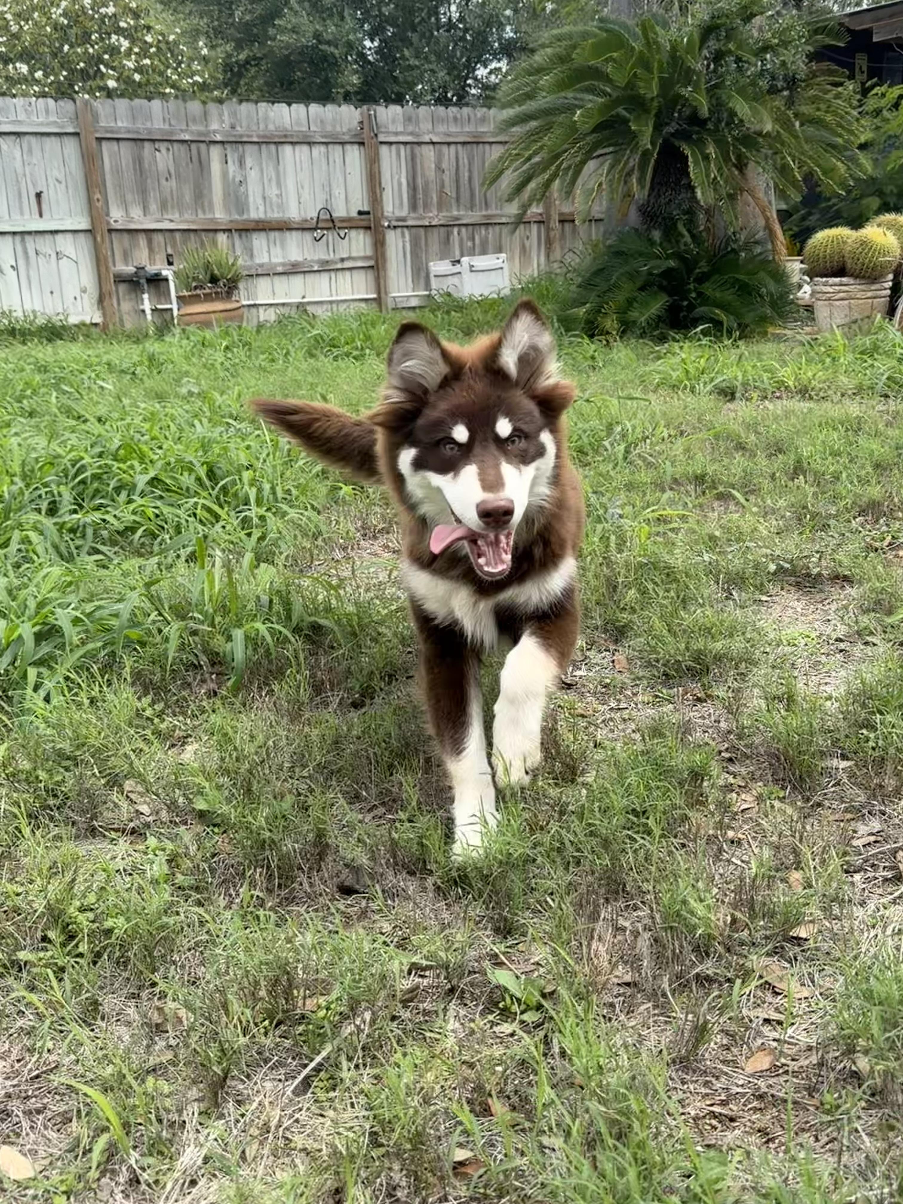 Koa, Adoptable, Puppy Male Australian Shepherd & Siberian Husky.