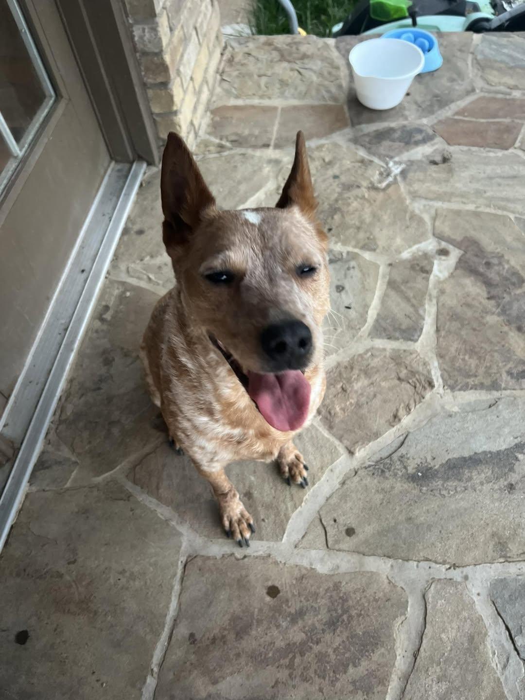 Fish stick, Adopted, Young Female Australian Cattle Dog / Blue Heeler.