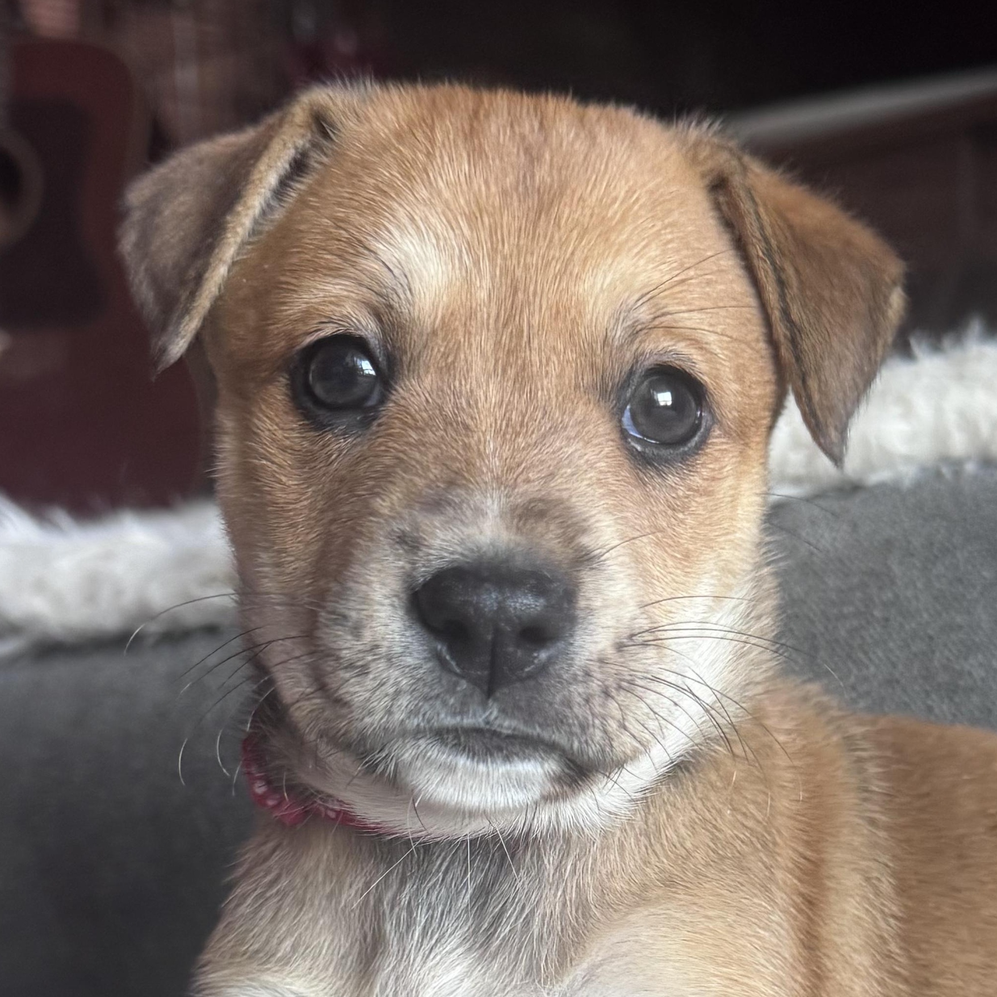 Enlarge Debby Harry, a ADOPTABLE mixed breed in Whittier, CA image 1/1