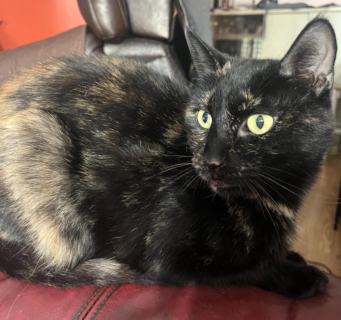 Enlarge Lily ( Beautiful Tortie), a Adoptable American Shorthair in Staten Island, NY image 1/4