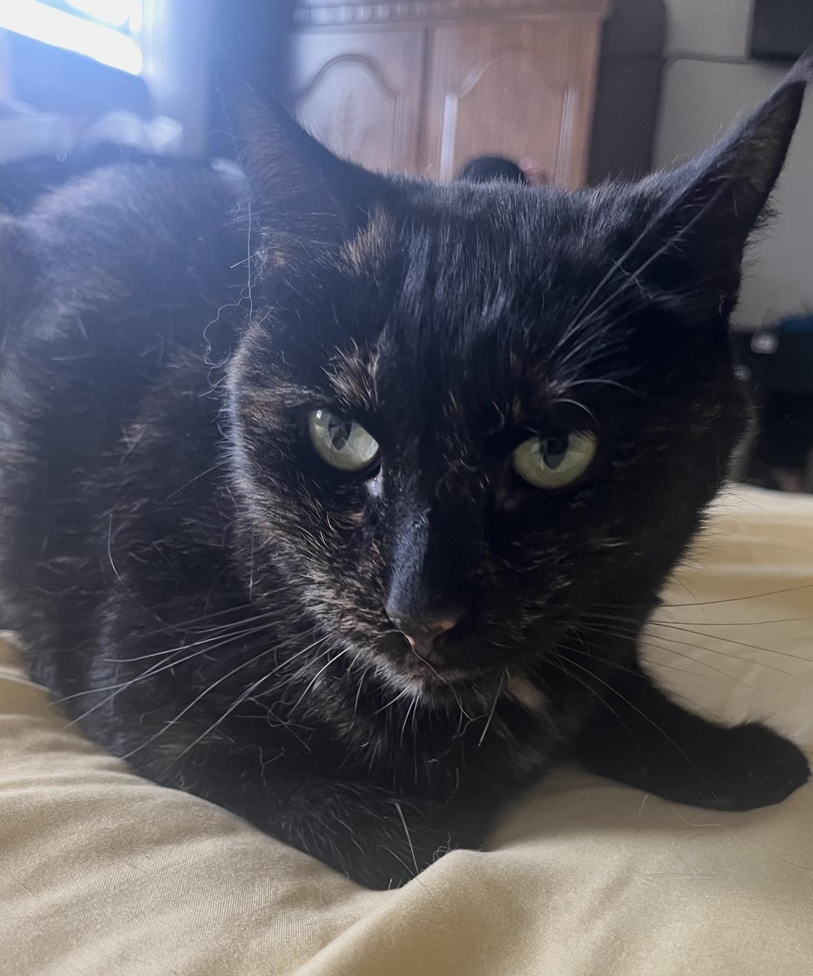 Enlarge Lily ( Beautiful Tortie), a Adoptable Domestic Short Hair in Staten Island, NY image 1/5