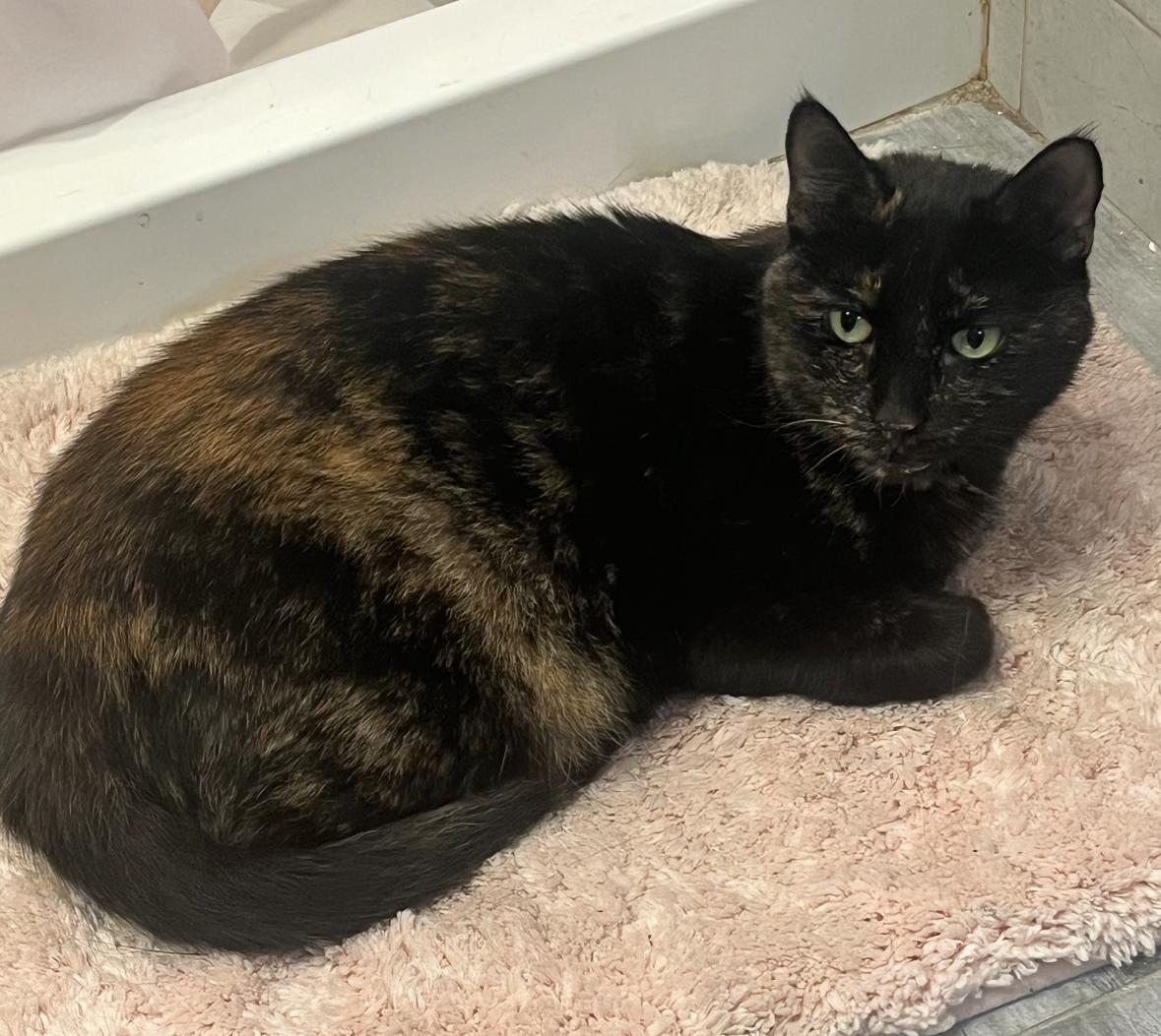 Enlarge Lily ( Beautiful Tortie), a Adoptable American Shorthair in Staten Island, NY image 4/4