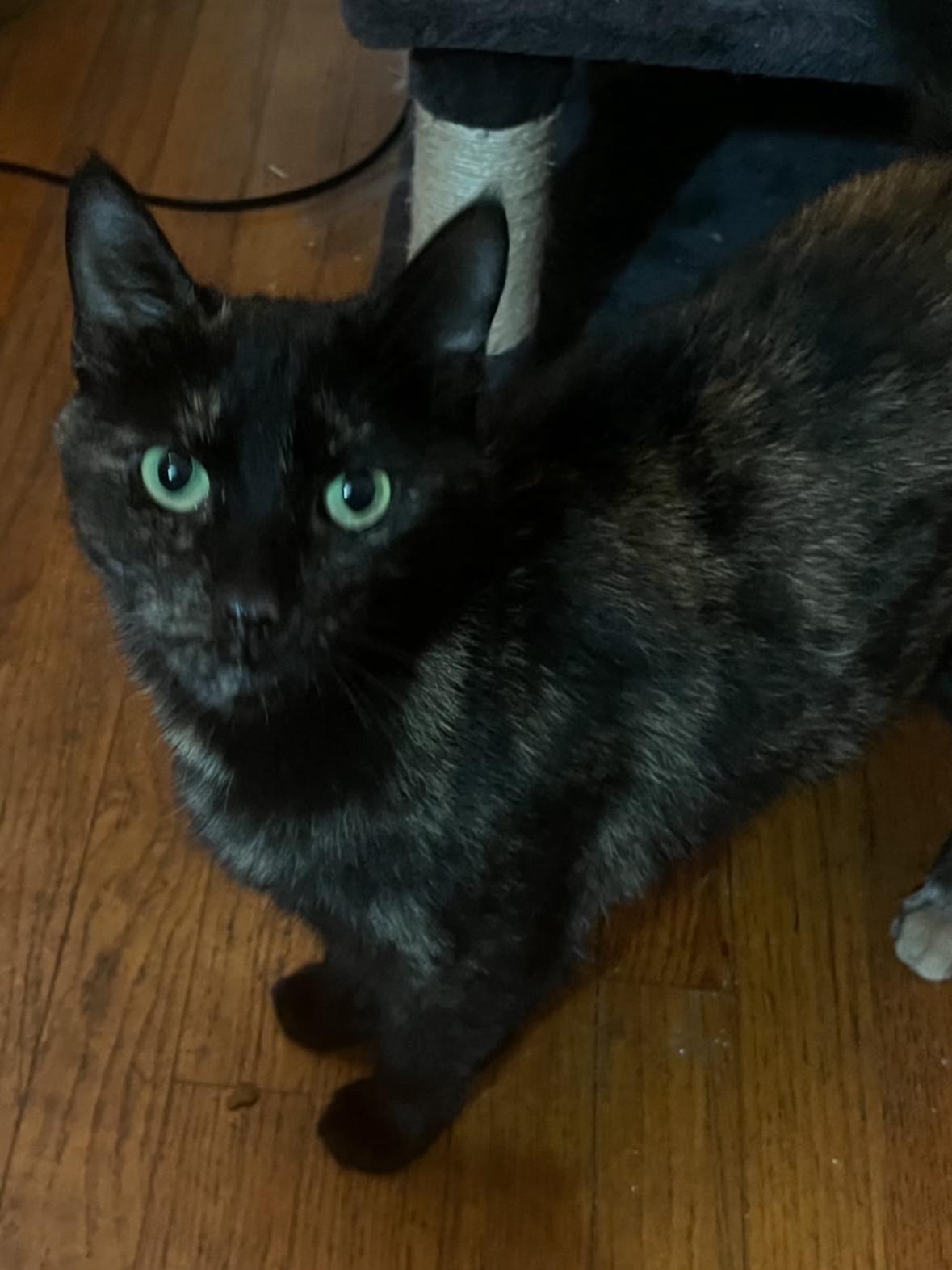 Enlarge Lily ( Beautiful Tortie), a Adoptable American Shorthair in Staten Island, NY image 3/4