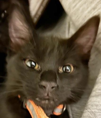 Sage, an adoptable Domestic Short Hair in Fair Oaks, CA_image-1