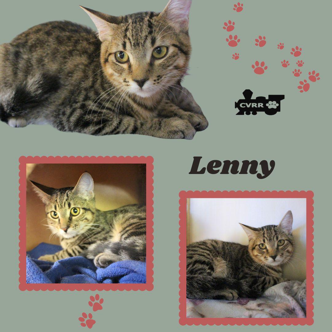 Lenny (Kitten), Adoptable, Kitten Female Tabby.