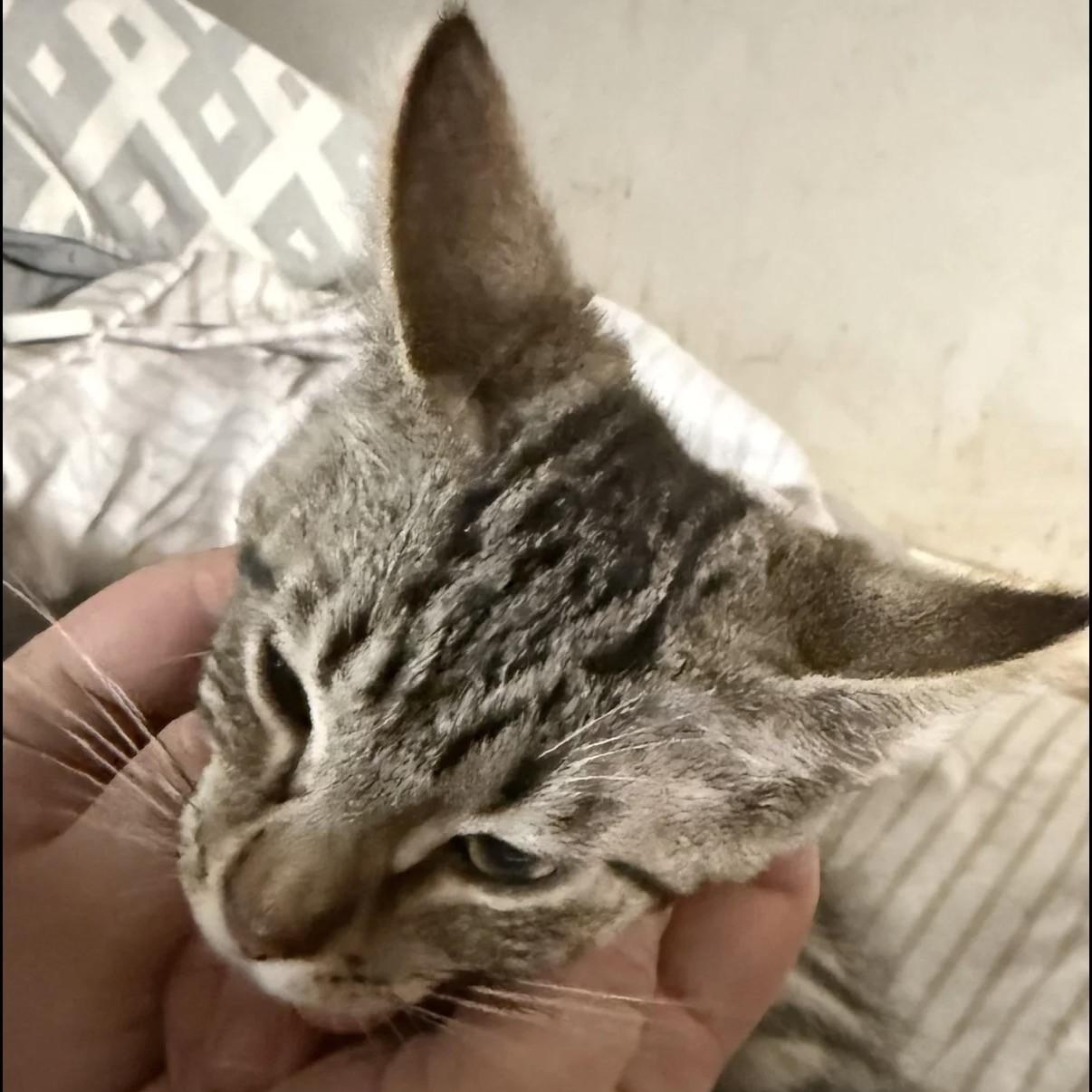 Mackerel, an adopted Tabby in Westland, MI image 4/4