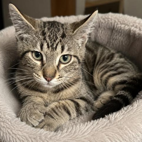 Mackerel, adopted, Kitten Male Tabby.