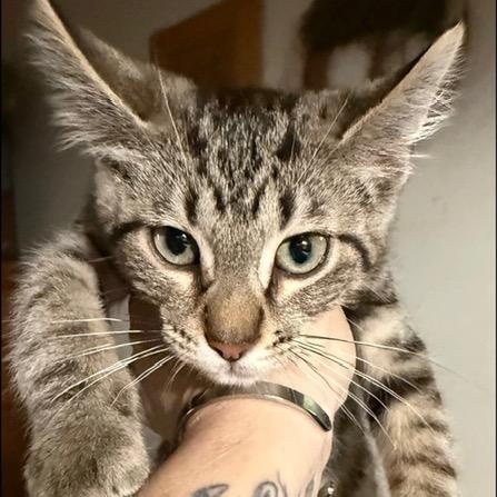 Mackerel, an adopted Tabby in Westland, MI image 3/4