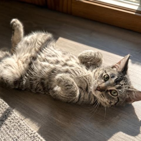 Mackerel, an adopted Tabby in Westland, MI image 2/4