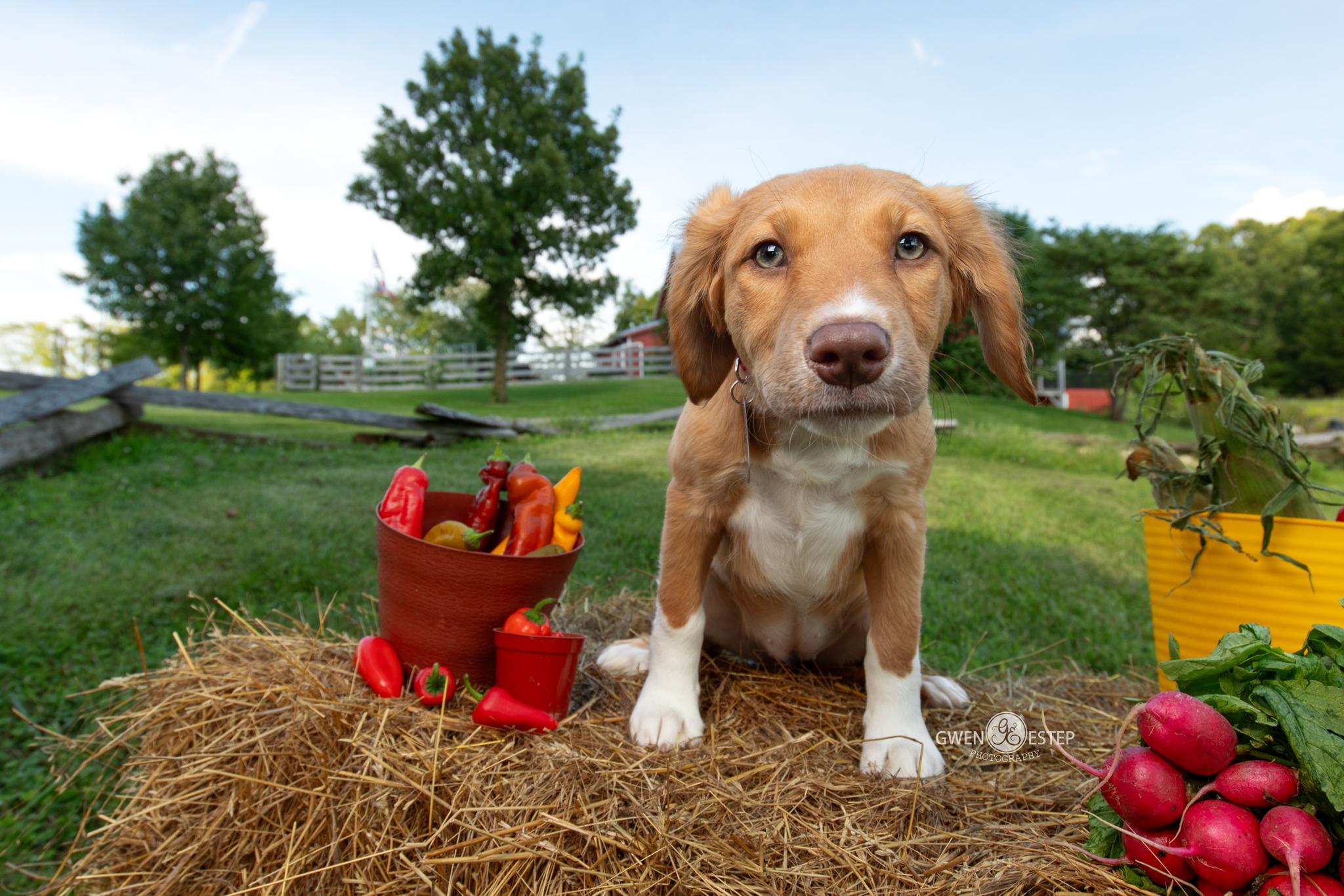 Scotch Bonnet, adopted, Puppy Female Mixed Breed.