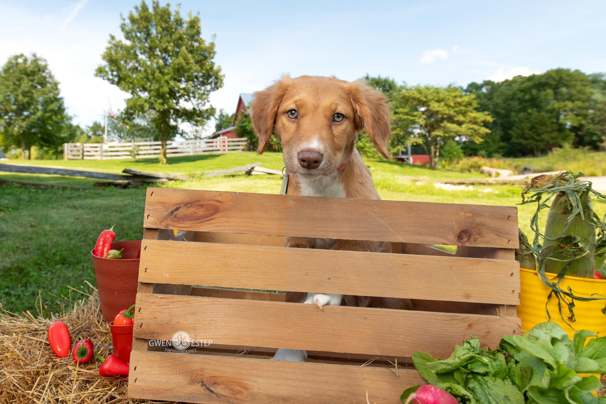 Scotch Bonnet, an adopted mixed breed in Dayton, OH image 2/6