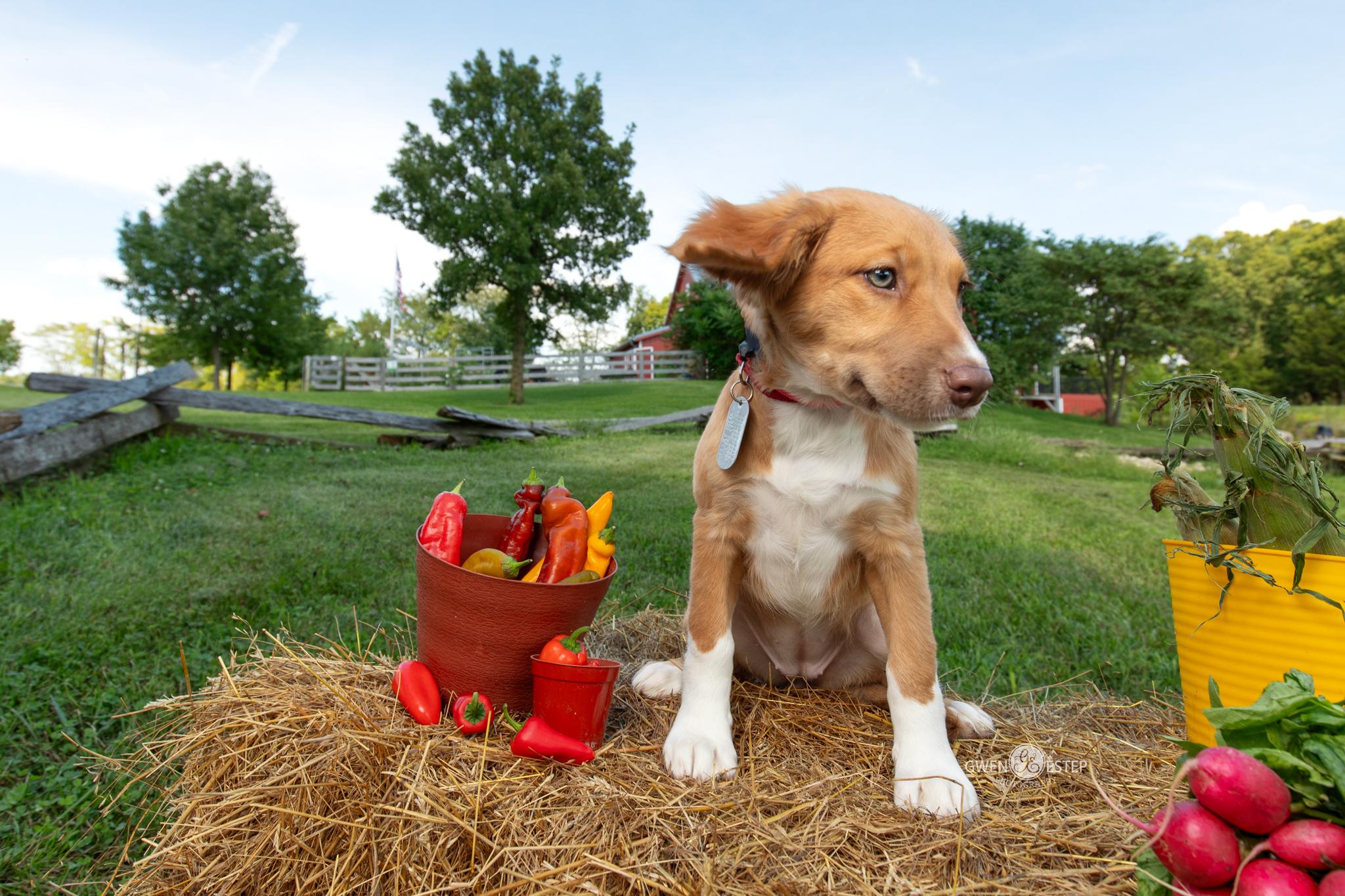 Scotch Bonnet, an adopted mixed breed in Dayton, OH image 3/6