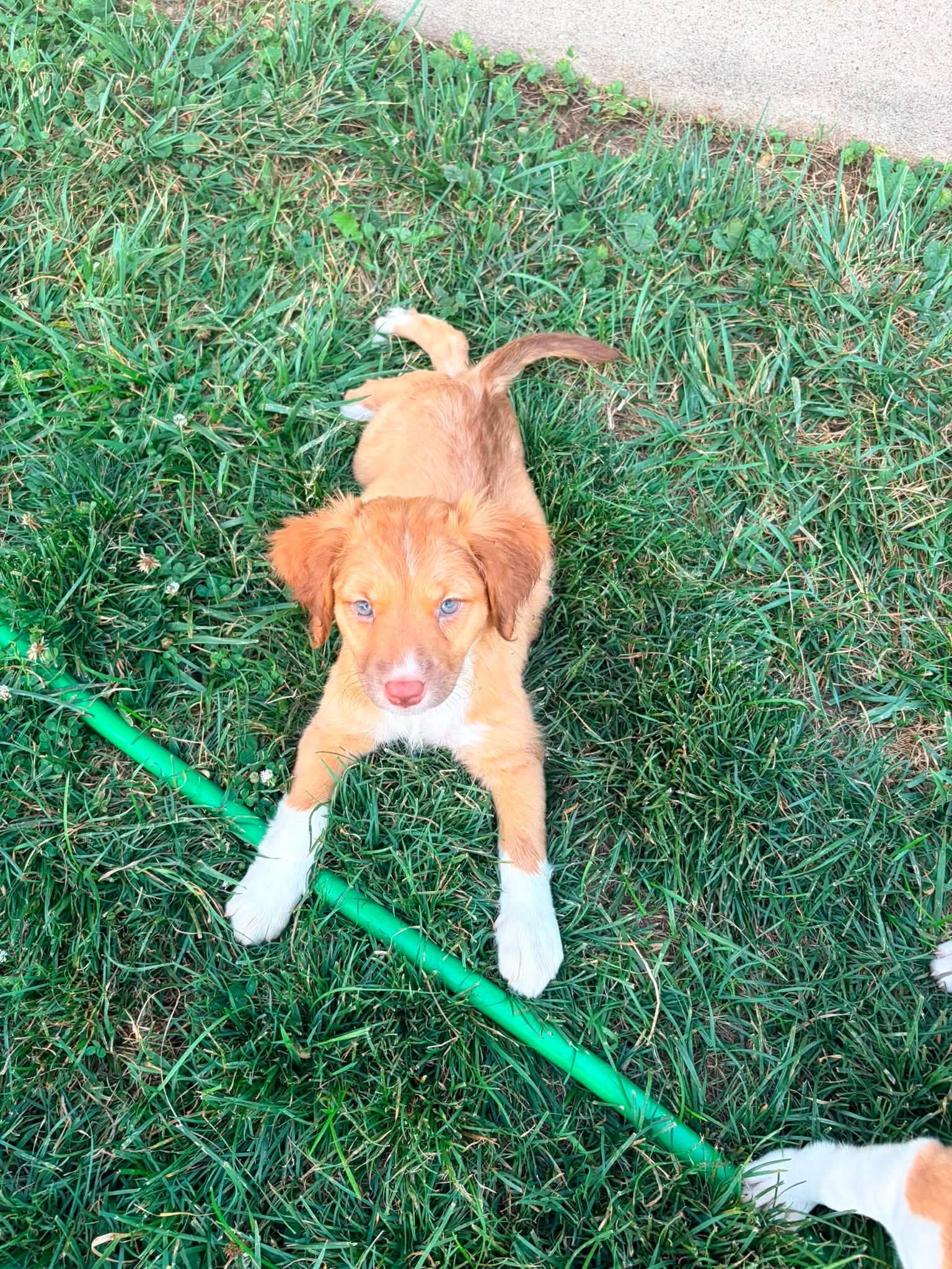 Scotch Bonnet, an adopted mixed breed in Dayton, OH image 6/6