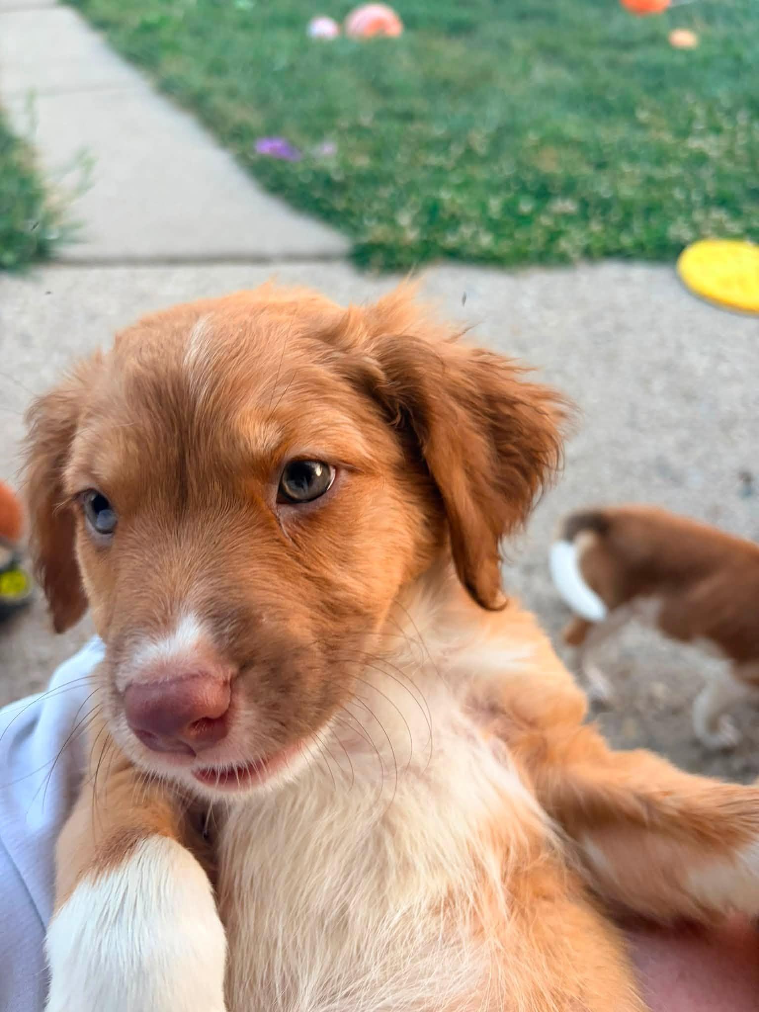 Scotch Bonnet, an adopted mixed breed in Dayton, OH image 5/6
