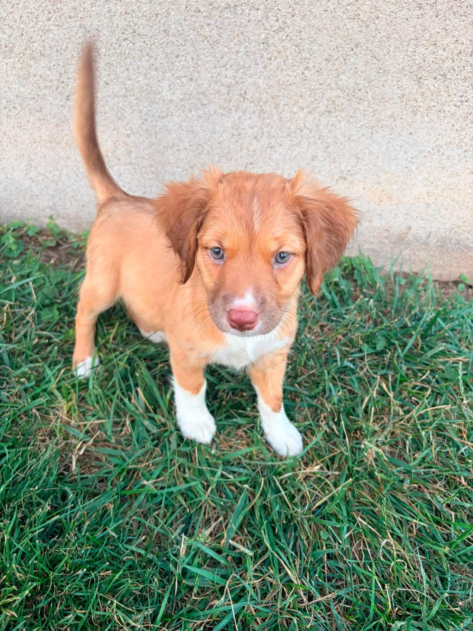 Scotch Bonnet, an adopted mixed breed in Dayton, OH image 4/6