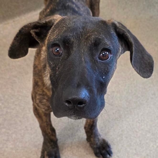 Yazoo City, Adoptable, Young Female Pit Bull Terrier & Mixed Breed.