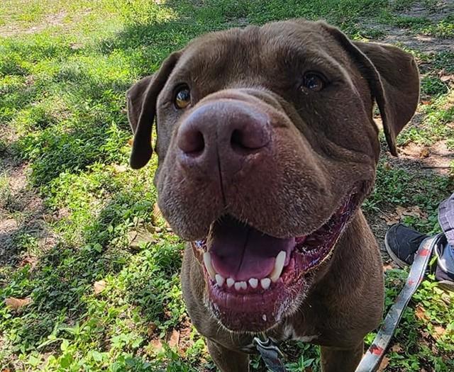 Enlarge TEENY, a Adoptable mixed breed in Ocala, FL image 1/1