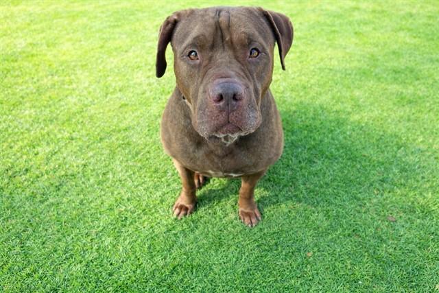 TEENY, Adoptable, Adult Female Shar-Pei & Mixed Breed.