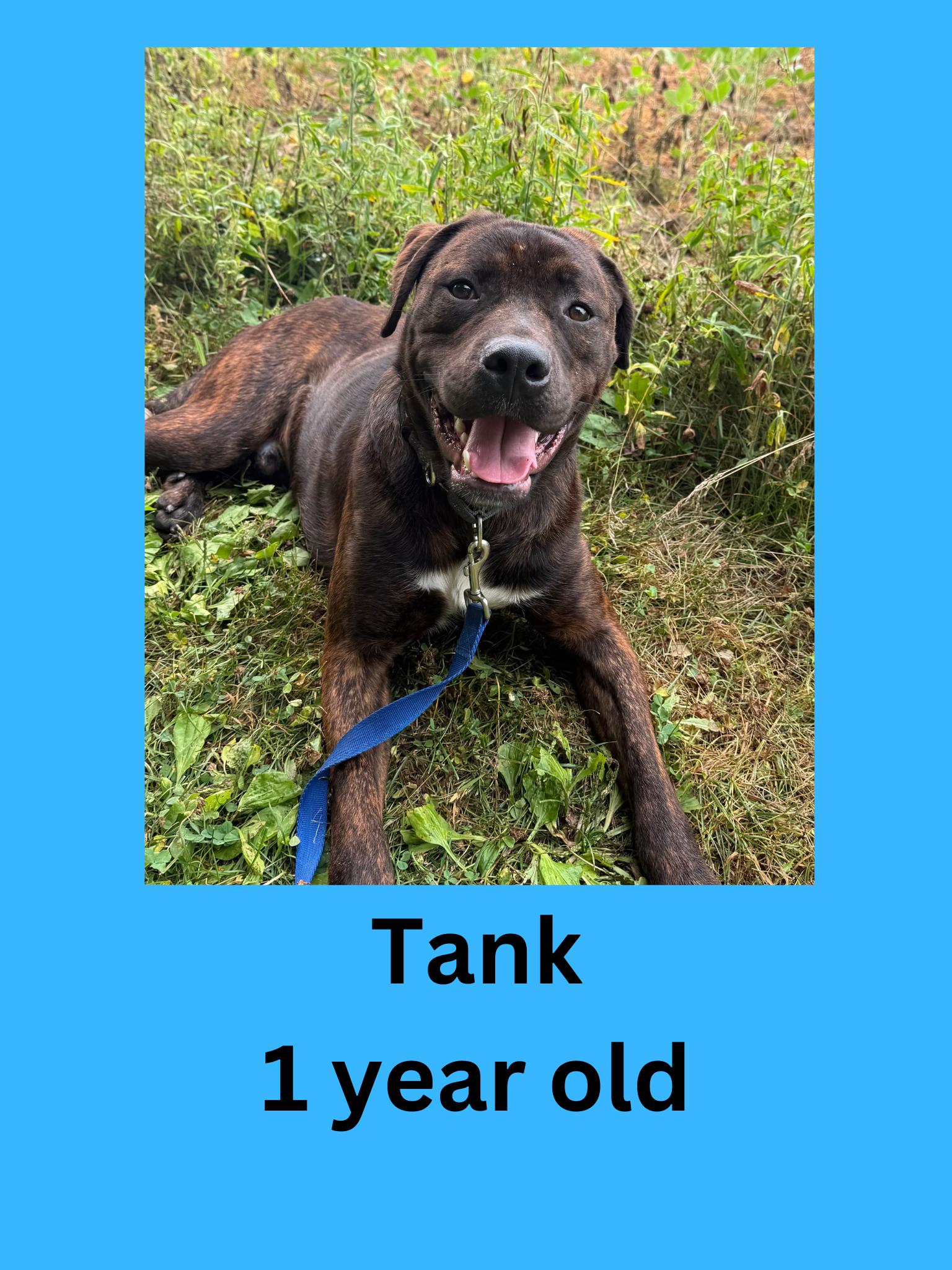 Enlarge Tank, an adopted mixed breed in Ravenna, OH image 1/1