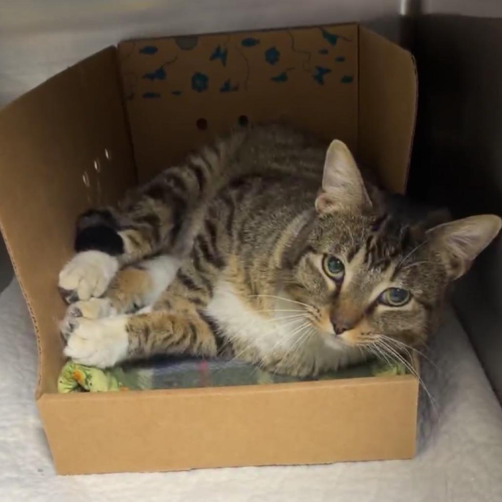 Enlarge Rocky, a Adoptable Domestic Short Hair in Canton, IL image 2/2