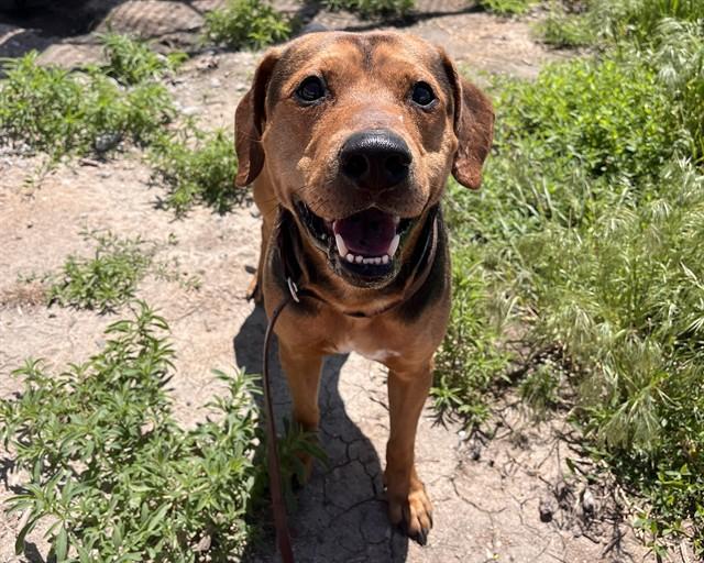 BEARCLAW, Adoptable, Adult Male Hound & Mixed Breed.
