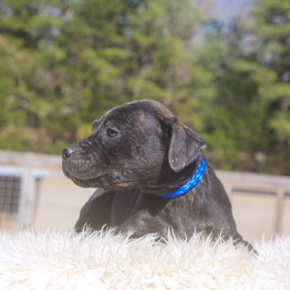 Enlarge Valor, a Adoptable mixed breed in Groveland, MA image 1/4
