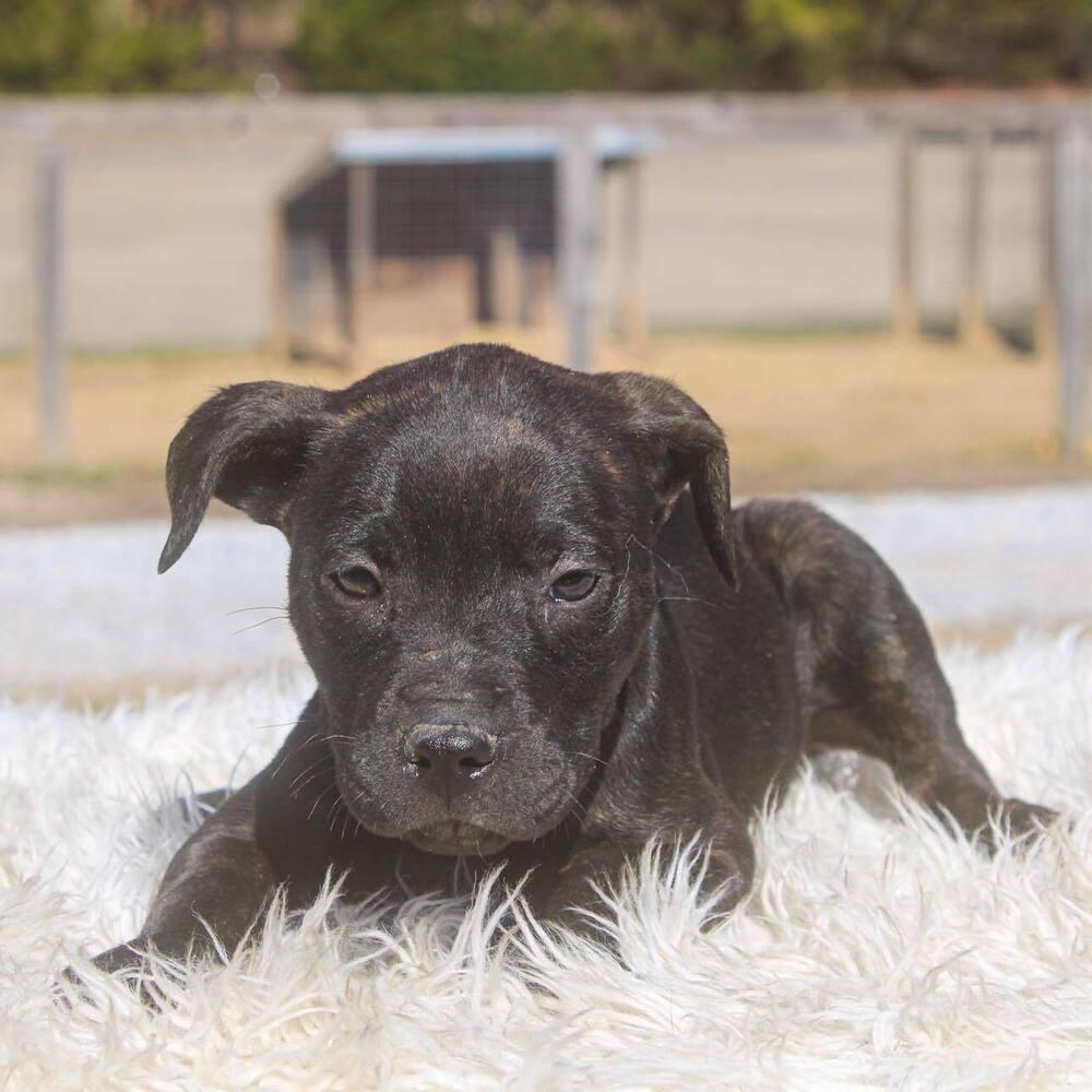 Enlarge Valor, a Adoptable mixed breed in Groveland, MA image 2/4