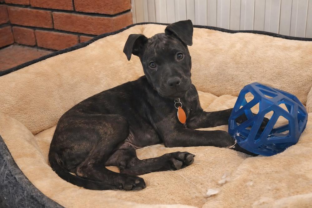 Enlarge Valor, a Adoptable mixed breed in Groveland, MA image 3/4