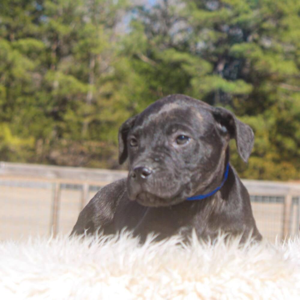 Enlarge Valor, a Adoptable mixed breed in Groveland, MA image 4/4
