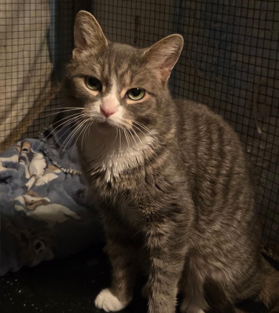 Evelyn Harper, Adoptable, Adult Female Domestic Short Hair.