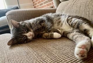 Enlarge Evelyn Harper, a Adoptable mixed breed in Parkville, MD image 2/4