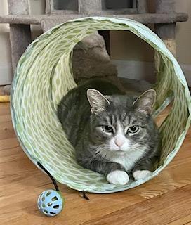 Enlarge Evelyn Harper, a Adoptable mixed breed in Parkville, MD image 3/4