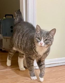 Enlarge Evelyn Harper, a Adoptable mixed breed in Parkville, MD image 4/4